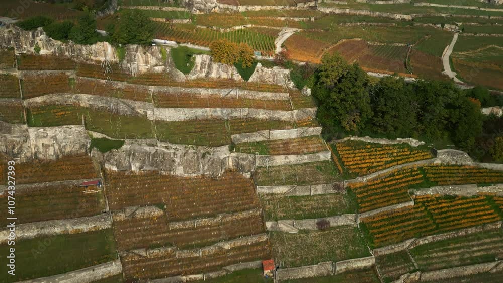 Reveal drone shot of Lavaux vineyards in Switzerland Reveal drone shot of Lavaux vineyards in Switzerland