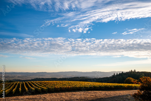 Golden Rows in Fall in an Oregon Vineyard