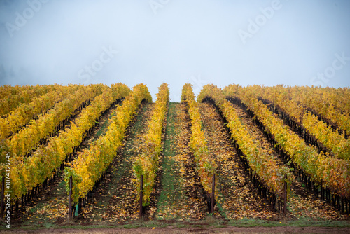 Golden Rows in Fall in an Oregon Vineyard