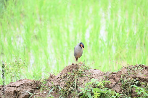 Indian Myna Birds in water filled field. It is searching for food in water filled mud. Its other names are Common myna and mynah. This is a bird of the starling family Sturnidae.