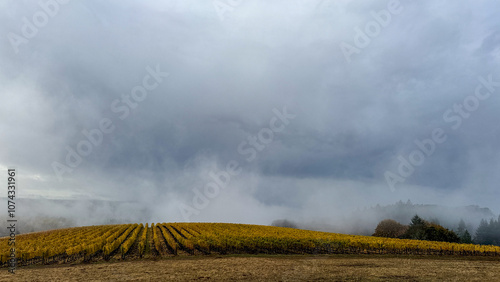 Golden Rows in Fall in an Oregon Vineyard