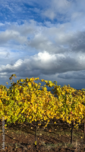 Golden grape leaves in an Oregon vineyard