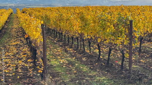 Looking between rows of gold in an Oregon vineyard, fallen leaves on green grass, trellised vines leading the eye over the hill.