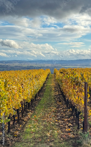 Looking between rows of gold in an Oregon vineyard, fallen leaves on green grass, trellised vines leading the eye over the hill.