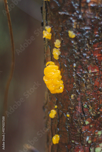 orange jelly spot, orange jelly, or orange witch's butter (Dacrymyces chrysospermus) photo