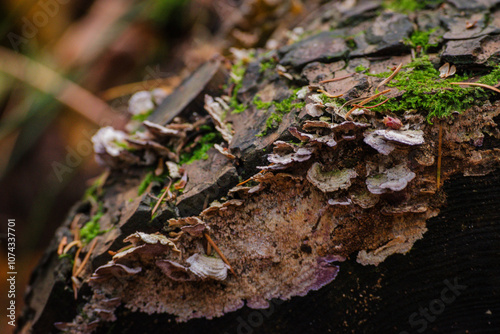 purplepore bracket (Trichaptum abietinum) photo