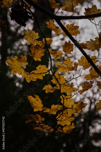 Wet Vine maple (Acer circinatum)  photo