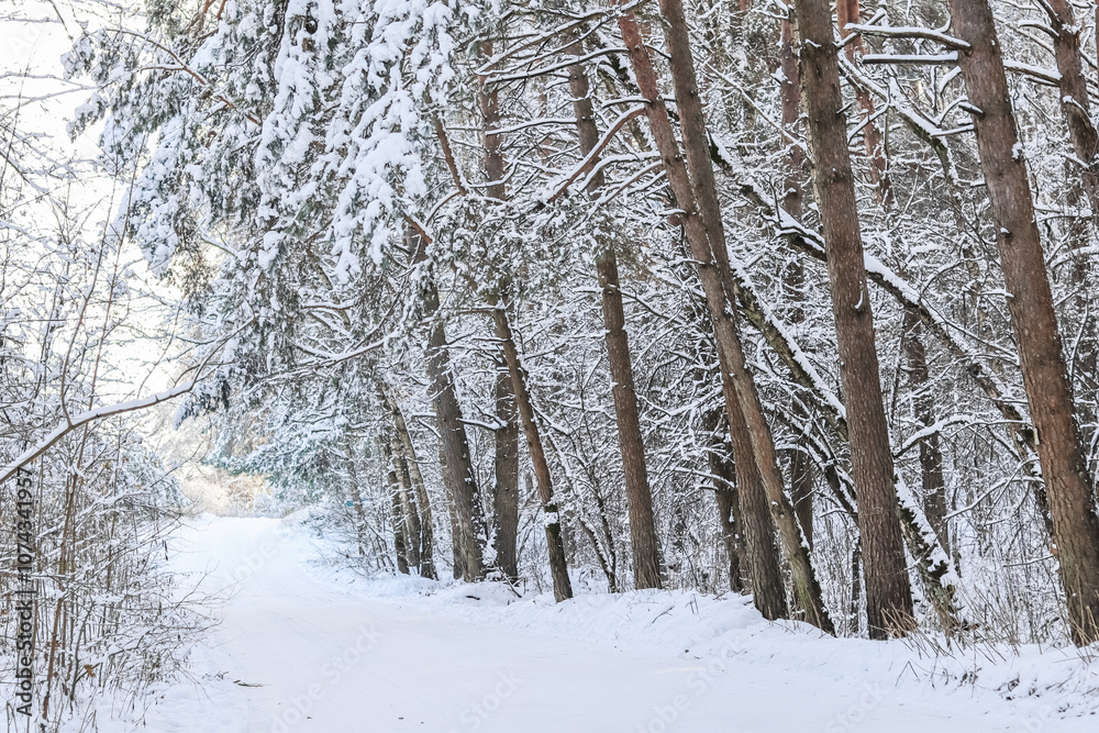 Snowy winter forest. Snow covered trees and bushes. Ski track on a snow-white road. Snowy winter forest. Snow covered trees and bushes. Ski track on a snow-white road.