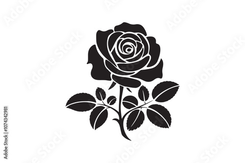 rose on white background