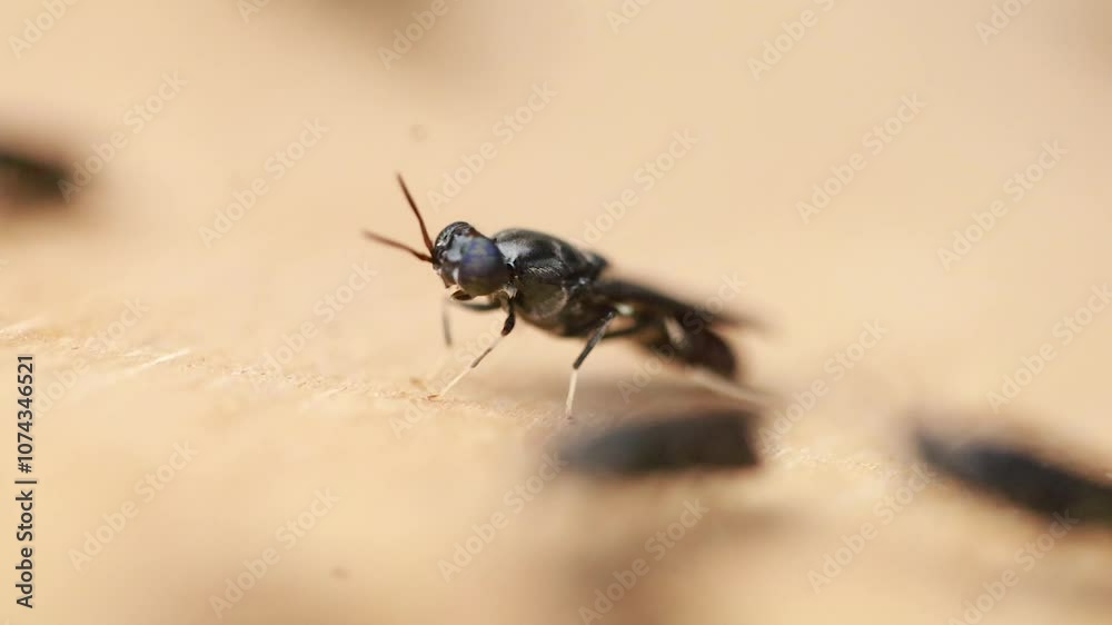 clouse up video Black Soldier Fly with the Latin name hermetia illucens or Black Soldier Fly, larval cultivation clouse up video Black Soldier Fly with the Latin name hermetia illucens or Black Soldier Fly, larval cultivation