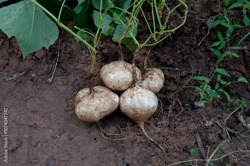 Organic yam bean harvest in the fields.