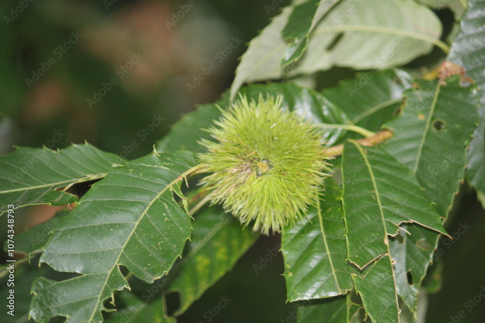 Image of a blooming chestnut tree on the Daecheongcheon Stream trail Image of a blooming chestnut tree on the Daecheongcheon Stream trail