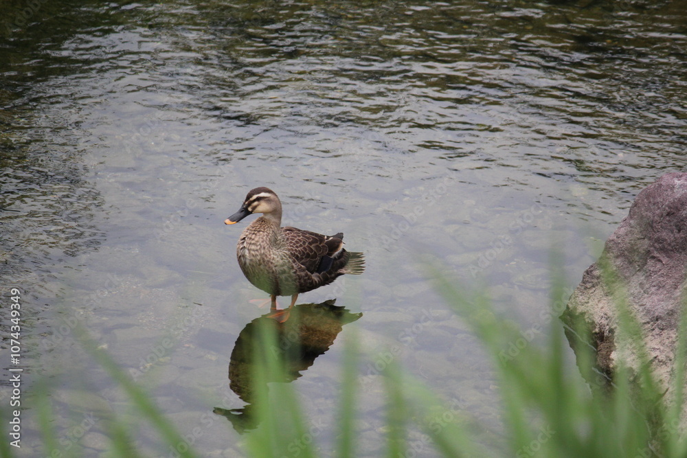 Image of ducks searching for food on the Daecheongcheon trail