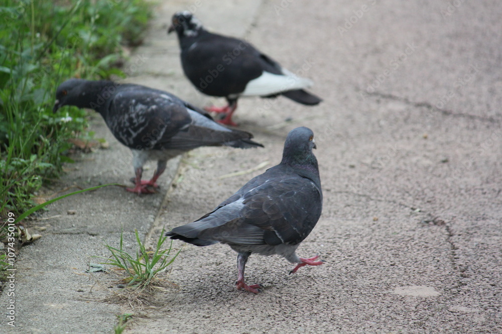 Image of pigeons searching for food on the Daecheongcheon trail Image of pigeons searching for food on the Daecheongcheon trail