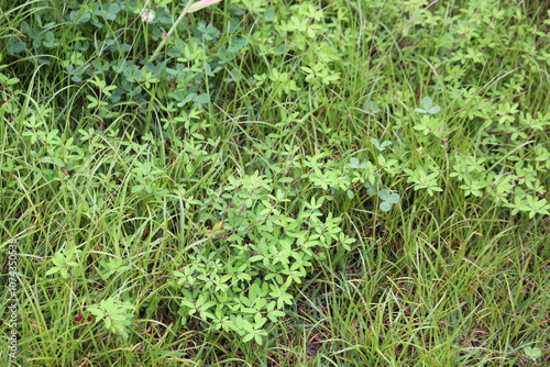 Image of knotweed blooming on the Daecheongcheon trail