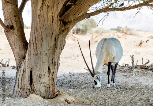 Antelopes Arabian white oryx (Oryx dammah) is resting under acacia tree in na...