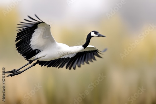 A large bird flying through the air with its wings spread