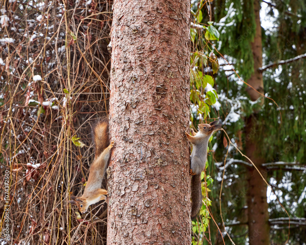 Obraz premium a squirrel sits in a tree in the garden