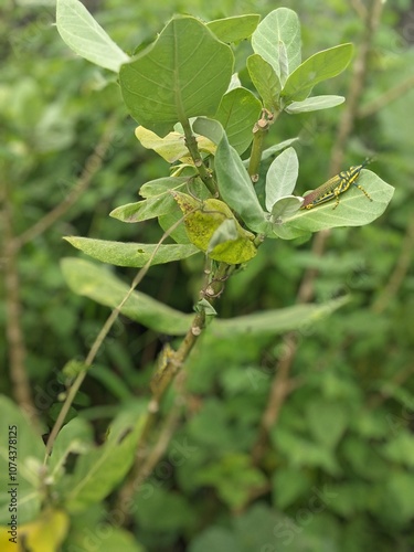 Poekilocerus pictus Grasshopper  photo