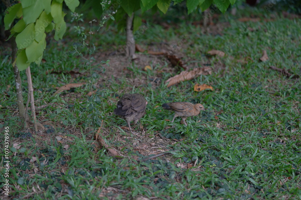 Obraz premium Gallus lafayettii, commonly known as the Sri Lanka junglefowl, is a brilliantly colored wild bird native to Sri Lanka. It is the national bird of Sri Lanka and a close relative of the domestic chicken