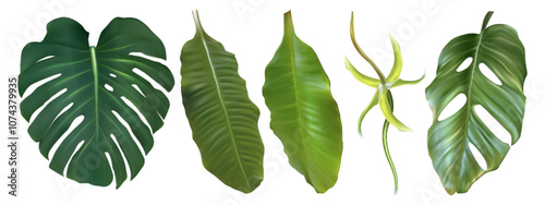 Tropic palm leaf isolated. Monstera plant leaves realistic set. Jungle foliage vector decor element for hawaiian design. Botany decorative clipart of beautiful thailand botanic flora illustration