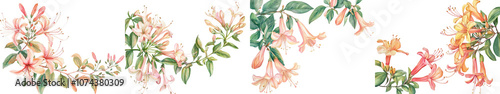 Watercolor honeysuckle flower border frame with vibrant pink red orange and green floral blooms leaves and botanical elements in a decorative corner arrangement