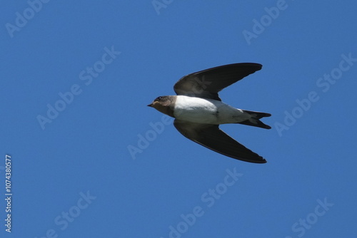 barn swallow in flight