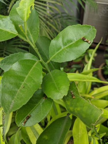 Bird dropping mimic caterpillar 