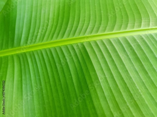 Close-up of a bright green banana leaf showcasing its distinct linear veins and smooth texture under sunlight.