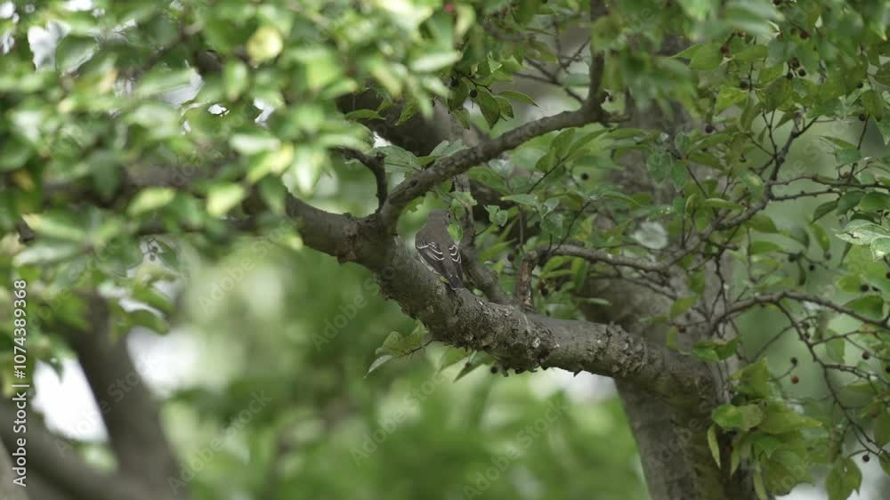 grey streaked flycatcher in a forest grey streaked flycatcher in a forest