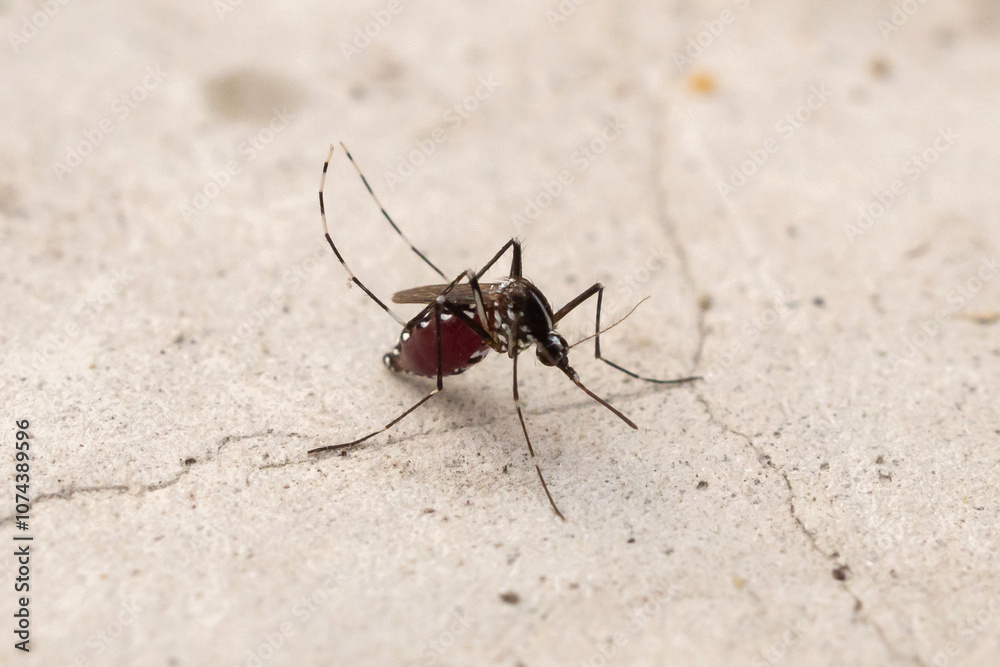 Aedes aegypti mosquitoes on concrete floor Aedes aegypti mosquitoes on concrete floor