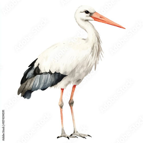 cute Stork watercolor clipart illustration isolated