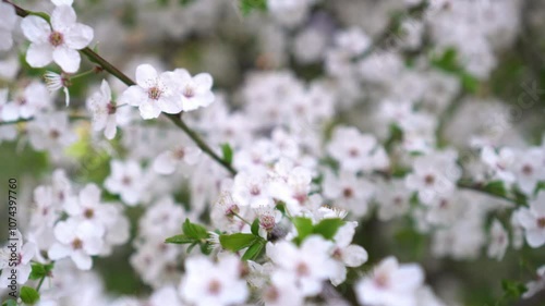 Close-up brunch of cherry blossom. Flower background. White cherry flowering tree in garden