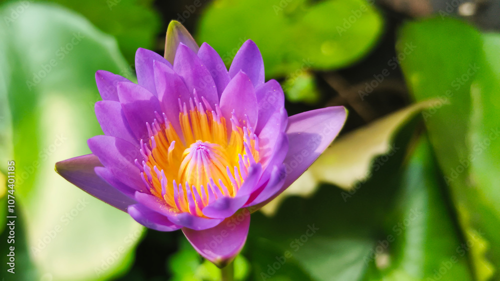 Water Lily flowers bloom abundantly in the pond Water Lily flowers bloom abundantly in the pond