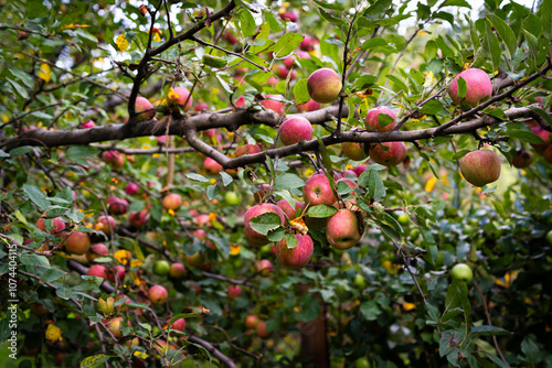 Apple tree heavily ladden with red sweet apple fruits photo