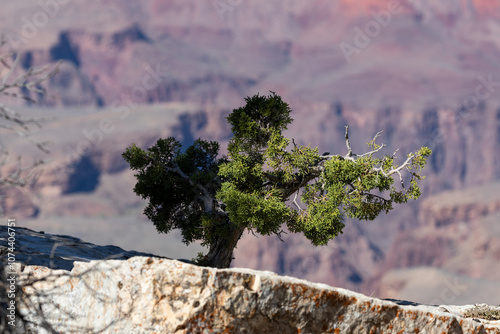 Beautiful young small bush at the edge of Grand Canyon, Arizona. High quality picture with blurry background for download. photo