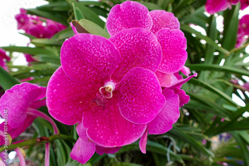 Close-up of Vibrant Purple Orchid Flower (Phalaenopsis) Blooming in Garden.