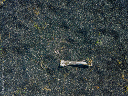 bone laid on black sand or ashes surface under direct sun light, high angle view photo