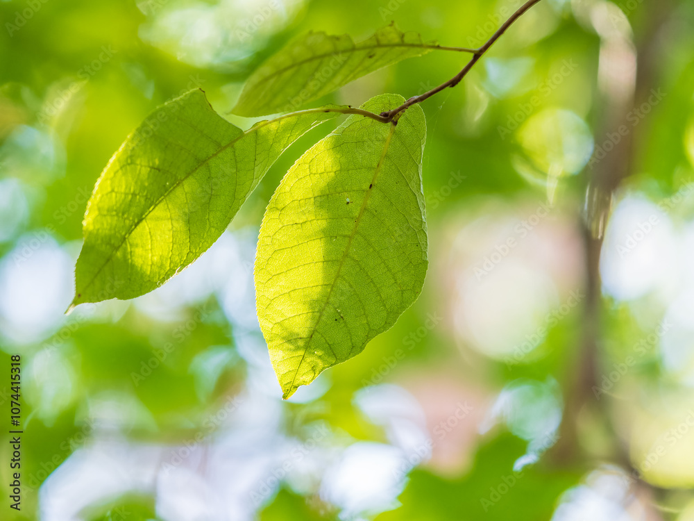 Sunlight shining through green leaves. Green leaves background Sunlight shining through green leaves. Green leaves background