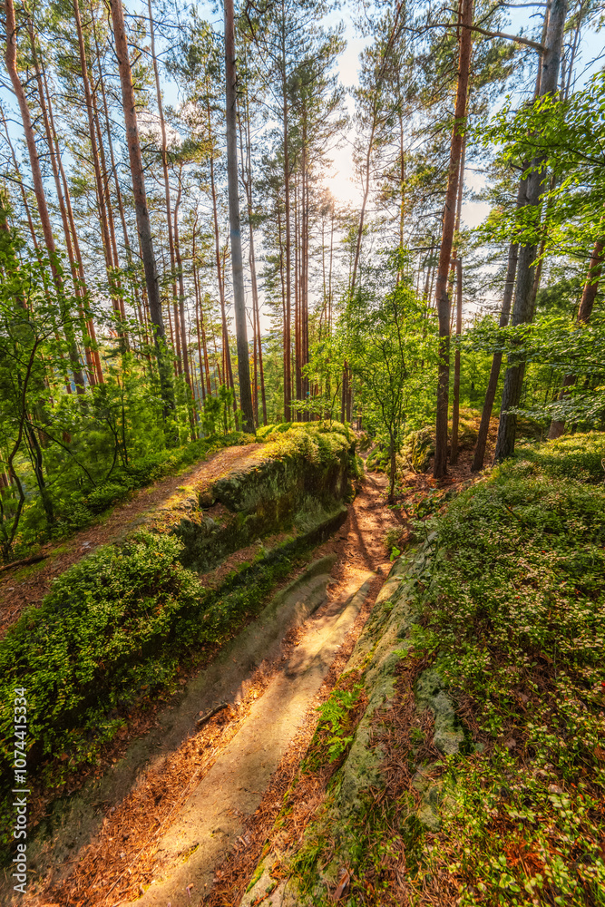 Beautiful green pine forest with moss and blueberries with with a chopped stone road for wagons near the village of Jetrichovice in Czech Switzerland Beautiful green pine forest with moss and blueberries with with a chopped stone road for wagons near the village of Jetrichovice in Czech Switzerland