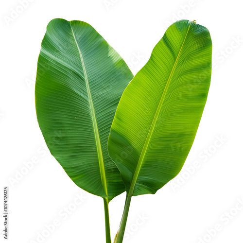 Two vibrant green banana leaves, showcasing nature's beauty and lush foliage. transparent photo