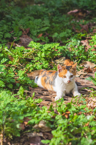 고양이, 길고양이, 유기묘, CAT, CATS, 애완동물, 야생동물