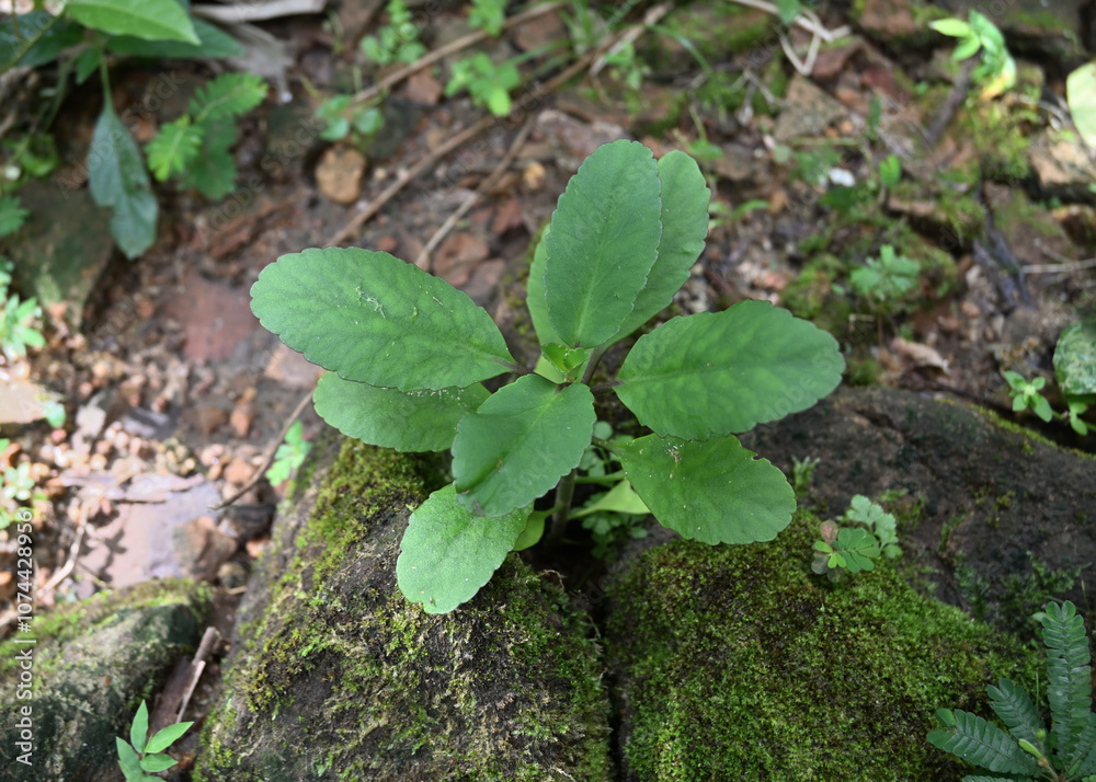 A view of a cathedral bell plant growing between small rocks at a high angle. A view of a cathedral bell plant growing between small rocks at a high angle.