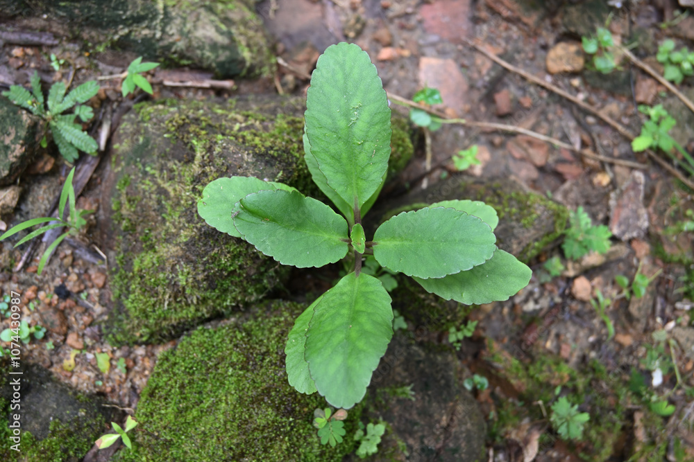 View of a cathedral bell plant that is growing through small gaps between rocks