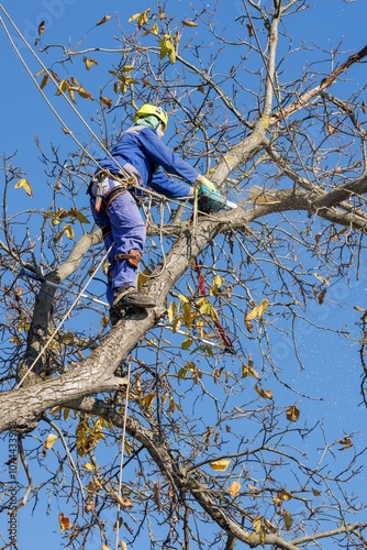 Tree arborist using chainsaw to cut tree down, while wearing safety gear. Woodcutter in uniform climbing and working on heights, process of tree trunk pruning and sawing on a top.