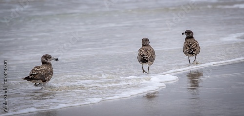 Juvenile Pacific Gulls (Larus pacificus) on the shoreline near Esperance Western Australia.  photo