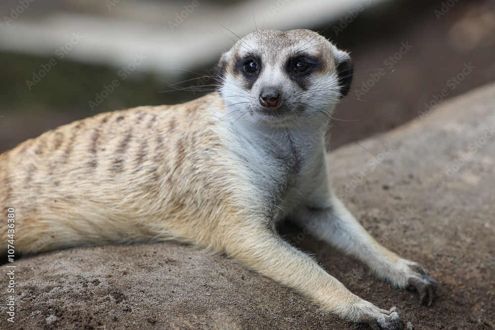 Fototapeta premium close up portrait of meerkat or suricate