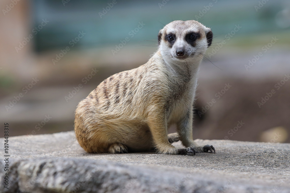 Fototapeta premium meerkat in outdoor enclosure at the zoo