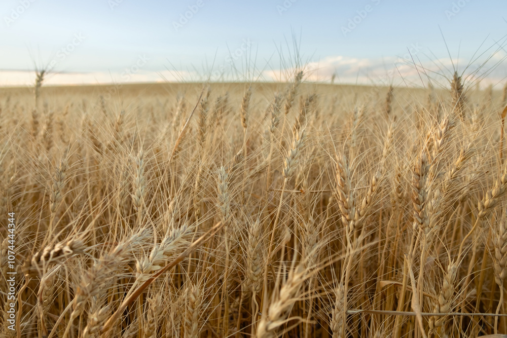 Fototapeta premium Country landscape with yellow wheat heads in the field.