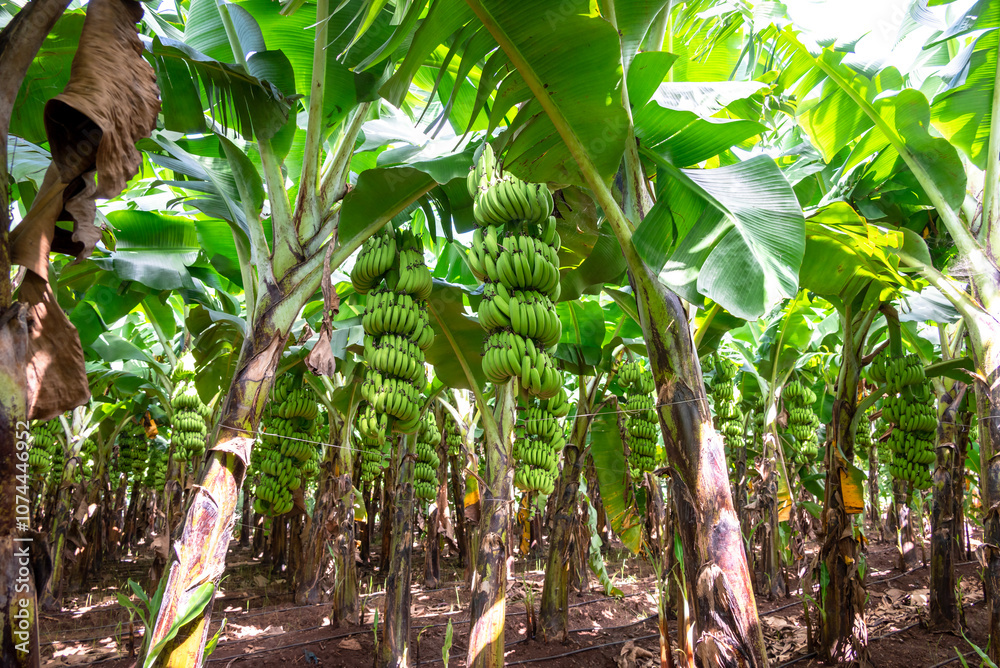 Green bananas growing on trees. Green tropical banana fruits close-up on banana plantation Green bananas growing on trees. Green tropical banana fruits close-up on banana plantation